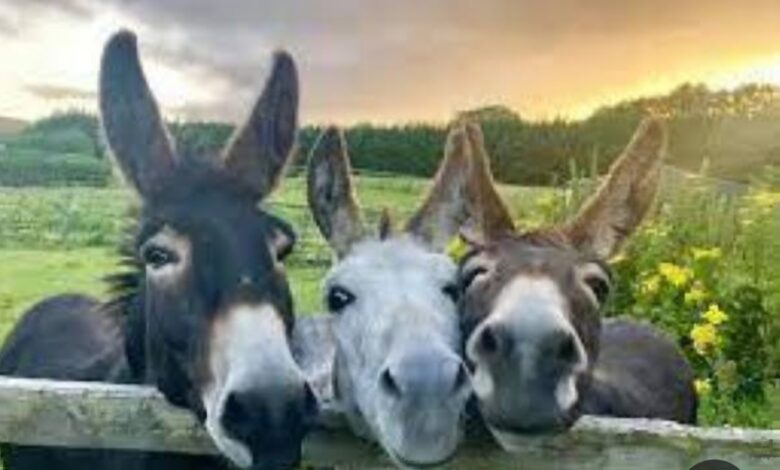 نقيب الفلاحين: النهاردة يوم الحمير 1 Screenshot ٢٠٢٥٠٥٠٨ ٢٢٠١٠١ Google