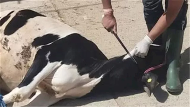 أسعار ذبح الأضاحي 2025 1 2023 6 18 11 53 26 592