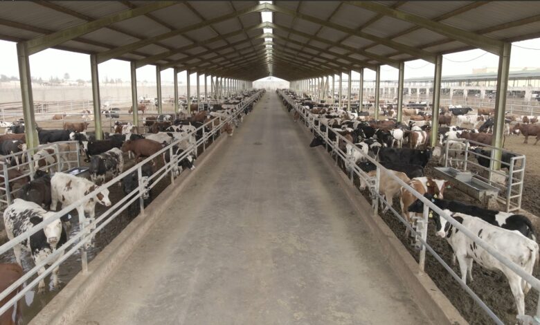 إطلاق برنامج بنك الطعام المصري لصك الأضحية 1 IMG 20250601 WA0054