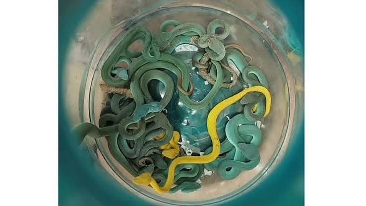 إحباط محاولة تهريب كبرى لعشرات الزواحف والكائنات النادرة بمطار القاهرة الدولي 1 IMG 20250630 WA0043