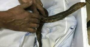 إحباط محاولة تهريب كبرى لعشرات الزواحف والكائنات النادرة بمطار القاهرة الدولي 2 IMG 20250630 WA0047