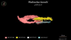 وزير التعليم العالي والبحث العلمي يهنئ جامعة المنصورة بمناسبة اكتشاف عالمي جديد في مجال الحفريات الفقارية 2 FB IMG 1761556158524