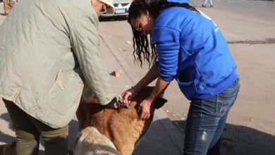 تحصين 293 كلباً في يوم واحد و نقل 25 آخرين إلى الشلاتر للتعقيم 13 FB IMG 1767691558263