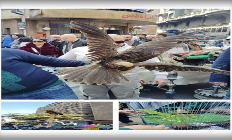 بتوجيهات د. منال عوض: حملة مكبرة لضبط تجارة الطيور و الحيوانات البرية المحظورة بسوق ديانا بالقاهرة 1 IMG 20260117 WA0030