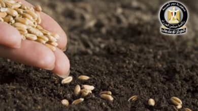 الزراعة تحذر من شراء تقاوي مجهولة المصدر .. وتتوعد المروجين لها 13 FB IMG 1775420739362